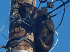 Запутался в проводах: о невероятном спасении кота рассказали жители Воронежской области