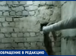 Бездействие коммунальщиков довело до появления комаров посреди осени в воронежском доме 