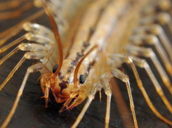 Воронеж подвергся нашествию жуков-цинкоедов, уничтожающих крыши