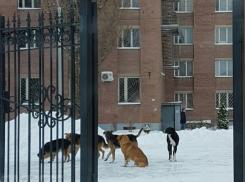 Стаю бродячих собак, нападающих на студентов ВГУ, расстреливают на глазах у воронежцев