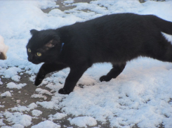 Мокрый снег, серый дождь: ничего хорошего не предвещает погода в Воронеже