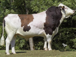 В Воронежскую область привезли 283 французские элитные коровы