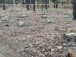 Северный лес пополнился 65 соснами в Воронеже
