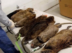 Воронежец напугал горожан мутантами в соцсети