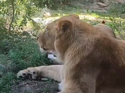 Романтика от африканских львов попала на видео в Воронеже