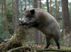 В Воронежской области браконьер охотился с нелегальным оружием