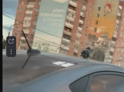 Невероятно ленивого голубя сняли в Воронеже