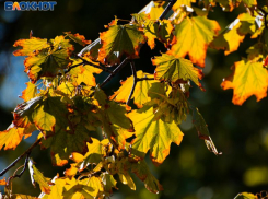 Жаркая погода покинет Воронеж к концу первой рабочей недели сентября