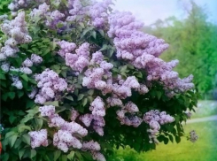 Какие деревья посадят в сквере рядом с новым паркингом в центре Воронежа