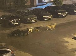 «Визг стоял страшный», – жуткую картину увидели ночью жители Воронежа