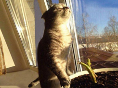 Резкое потепление нагрянет в Воронеж на рабочей неделе