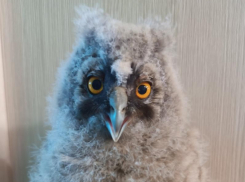 Ушастая, сычи и неясыть; какие совы под присмотром в Воронеже