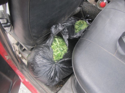 В Воронежской области поймали автомобилиста — заготовщика марихуаны