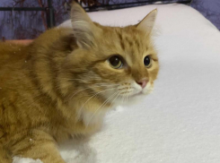 Сильными снегами и метелью встретит воронежцев первая рабочая неделя после праздников 