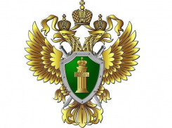 Основные положения законодательства, регулирующего порядок назначения предварительной опеки.   
