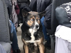 История загадочного голубоглазого пассажира заинтересовала воронежцев