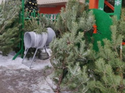 Стало известно, когда откроются легальные елочные базары в Воронеже