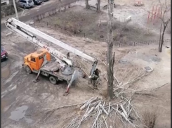 «Что за зверство»: здоровые деревья незаконно вырубили в Воронеже