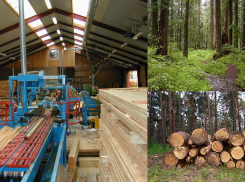 Житель Воронежской области незаконно срубил 13 сосен