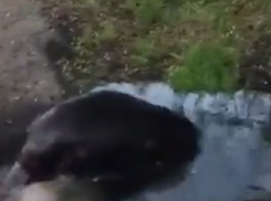 Милое передвижение толстого бобра сняли под Воронежем