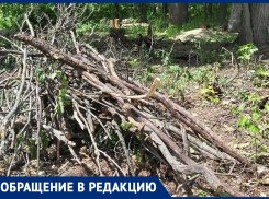 Странная вырубка деревьев в Старинном парке обеспокоила воронежцев
