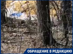 Деревья на трассе «Воронеж-Курск» превратили в сборщиков мусора