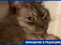 В нереальной позе застали саблезубого курильского кота в холодильнике в Воронеже