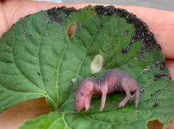 Похож на маленького динозавра: малыша бурозубки показали в Воронеже