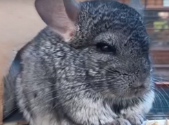 Ленивое утро шиншилл показали на видео в Воронежском зоопарке