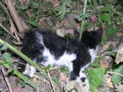 О массовом убийстве кошек сообщили воронежцы 