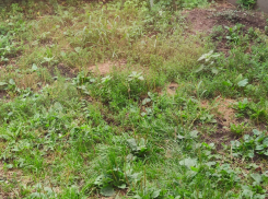 О новой опасности в приграничье рассказал белгородский губернатор Гладков 