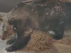 Снег вдохновил медведицу Машу готовиться к спячке в Воронеже