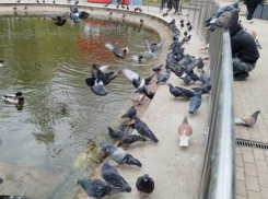 Голуби-мигранты вытеснили озерообразующих уток в Центральном парке Воронежа