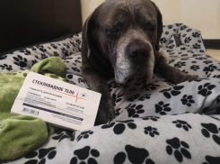 Легендарный воронежский пес Фараон завершает свою звездную карьеру из-за болезни