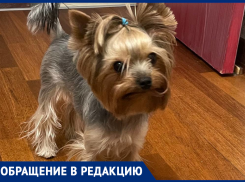 «Зверь есть зверь»: бойцовская собака растерзала йоркширского терьера под Воронежем 
