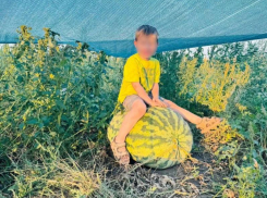 Ягодка весом в 70 кг выросла в Воронежской области – опубликовано фото