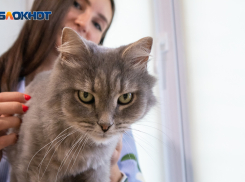 Мяурум открылся в Воронеже: что это такое и как в него попасть