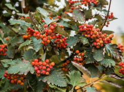 Вернется ли тепло в Воронежскую область в начале новой рабочей недели, рассказали синоптики