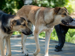 Стаи собак украли сон у жителей нескольких районов Воронежа