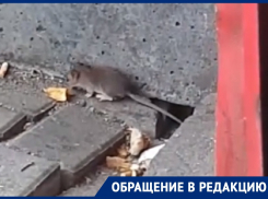 Крысиная диаспора держит в страхе остановку в центре Воронежа  
