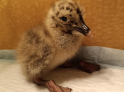 Запутавшегося птенца чайки спасли в Воронеже 