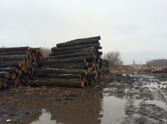 Под Воронежем незаконно вырубили деревьев на 20 миллионов рублей