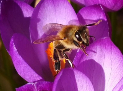 Проснувшихся пчел сфотографировали на Пасху в Воронеже 
