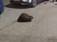 Неожиданный мохнатый гость переполошил жителей воронежского двора – опубликовано видео