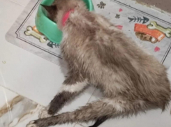 «Доползла из последних сил», – воронежцы рассказали о невероятном возвращении пропавшей кошки