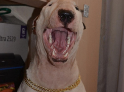 Смеющийся бультерьер с золотой цепью развеселил воронежцев