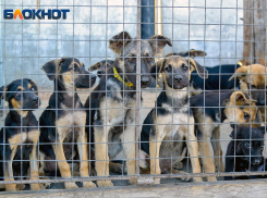 Расценки на убийство и утилизацию бездомных животных объявили под Воронежем