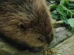 21 секунду боброты показали воронежцам