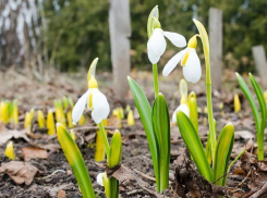 Фенологическая весна придет в Воронеж на выходных
