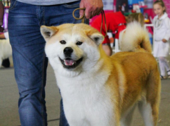 Стало известно, зачем собаки нюхают попы друг друга